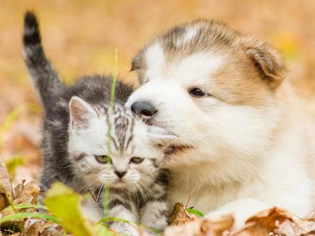 According to an interesting research, your canine friend loves you five times more than the feline counterpart. (Shutterstock) According to an interesting research, your canine friend loves you five times more than the feline counterpart. (Shutterstock)