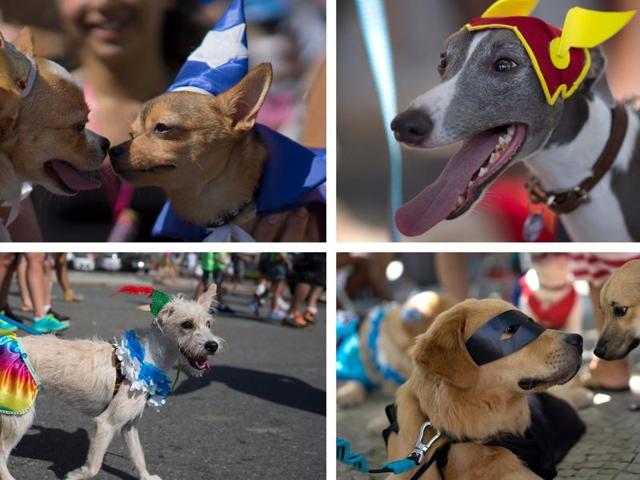 Dogs in costume (one of them dressed as The Flash), interact during a carnival pet parade in Rio de Janeiro, Brazil, Sunday, January 31, 2016. People dressed their pets up for the annual block parade held near Copacabana beach. (AP) 