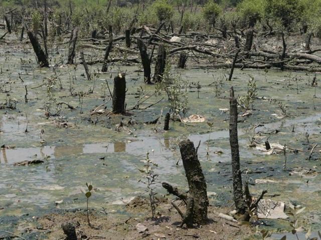 Almost two years since the HC ordered an interim ban across the state, destruction of wetlands continues unabated. (File photo) Almost two years since the HC ordered an interim ban across the state, destruction of wetlands continues unabated. (File photo)