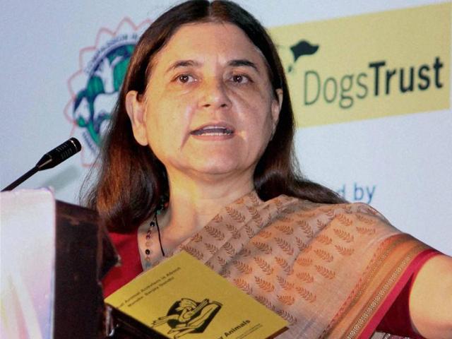 Maneka Gandhi said revealing a child’s gender during routine sonography or ultra-sound examination could end the scourge of female foeticide. (PTI File Photo) Maneka Gandhi said revealing a child’s gender during routine sonography or ultra-sound examination could end the scourge of female foeticide. (PTI File Photo)