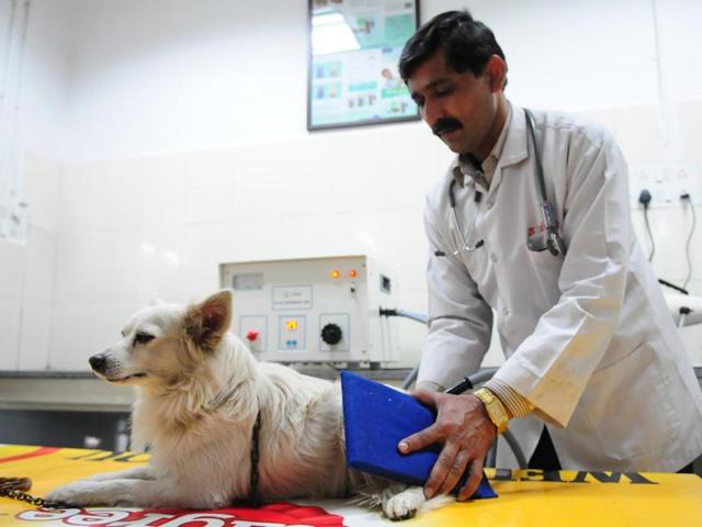 Government pet sales doctor near me