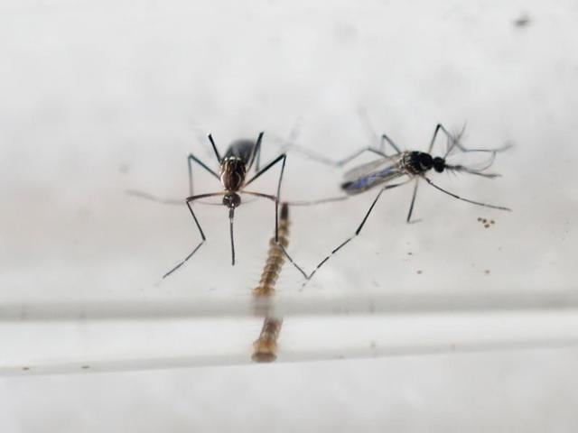 The Zika virus is transmitted by the Aedes aegypti mosquito, which is also known to carry the dengue, yellow fever and Chikungunya viruses.(AFP Photo)
