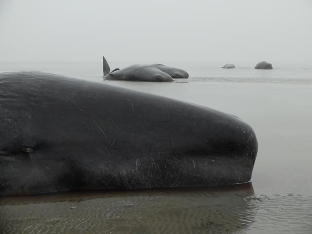 The eight whales were found just weeks after 12 more had washed up on the German shores. (AFP Photo)