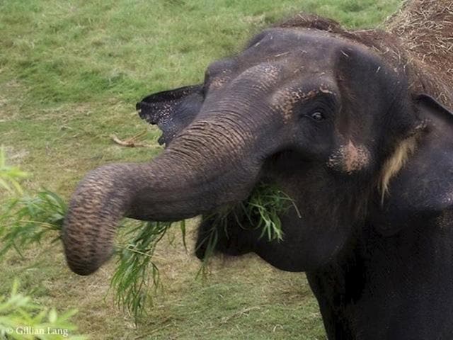 This is the first incident of an elephant killing a tourist in Thailand since August. (REUTERS Photo) This is the first incident of an elephant killing a tourist in Thailand since August. (REUTERS Photo)