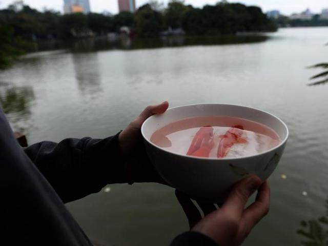 A man prepares to release three golden carp from a bowl at Hoan Kiem Lake in the centre of Hanoi on February 1, 2016 as Vietnamese celebrate Kitchen God Day in preparation for the Lunar New Year, or Tet, celebrations.  (AFP) 