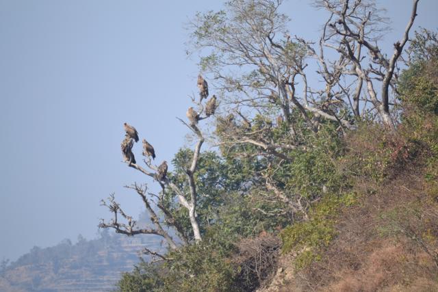 Himalayan griffon vultures wait to feed on buffalo carcass on the Morni-Raipur Rani road. (PHOTO: VIKRAM JIT SINGH)