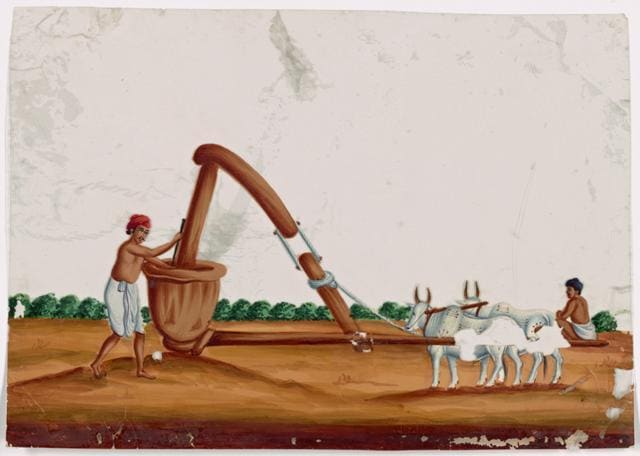 Male miller with two oxen, seated man in the background (New York Public Library Digital Collections )