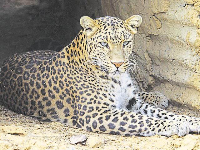 There are 40 captured man-eater leopards kept at three separate enclosures in Almora, Haridwar and Nainital.(HT file photo)