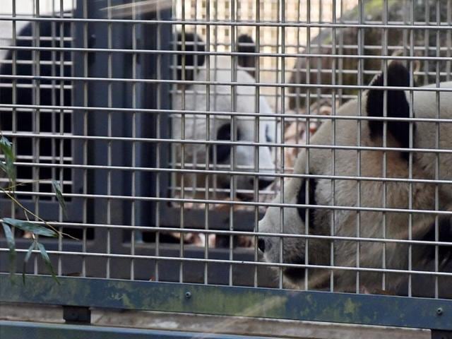 Male giant panda RiRi (R) and female giant panda Shin Shin (L, rear) walking in their enclosure at the Ueno Zoo in Tokyo..(AFP File Photo)