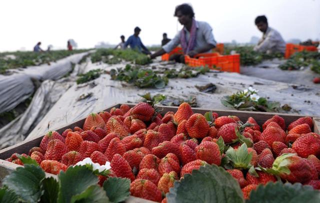 Workers busy in a strawberry field at Rukali Mangarh village. (HT Photo) Workers busy in a strawberry field at Rukali Mangarh village. (HT Photo)