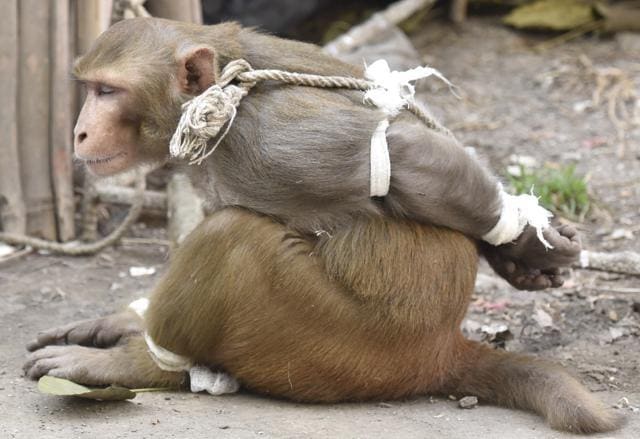 The captured monkey at Pratiksha Nagar, Mhada colony, Sion in Mumbai. (Kunal Patil/HT Photo) The captured monkey at Pratiksha Nagar, Mhada colony, Sion in Mumbai. (Kunal Patil/HT Photo)