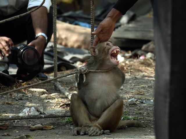 A captured monkey reacts towards a man as he tries to touch him at a residential colony in Mumbai.(Kunal Patil/HT Photo)