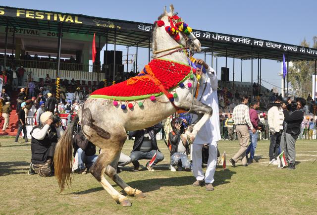HORSE’S BHANGRA: A horse ‘dancing’ during the 80th Kila Raipur Rural Games Festival near Ludhiana on Friday. (sSikander Singh Chopra/HT Photo)