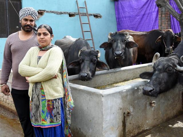 Bull market: Entrepreneur Gurvinder Kaur with her husband, Amanpreet Singh, and the prized Rs 1.25-lakh buffalo (right) at Kohara near Ludhiana.(Sanjeev Sharma/HT) Bull market: Entrepreneur Gurvinder Kaur with her husband, Amanpreet Singh, and the prized Rs 1.25-lakh buffalo (right) at Kohara near Ludhiana.(Sanjeev Sharma/HT)