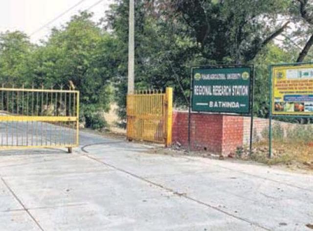 The land at the Regional Research Station of Punjab Agricultural University earmarked for the proposed All India Institute of Medical Sciences in Bathinda. (HT Photo) The land at the Regional Research Station of Punjab Agricultural University earmarked for the proposed All India Institute of Medical Sciences in Bathinda. (HT Photo)