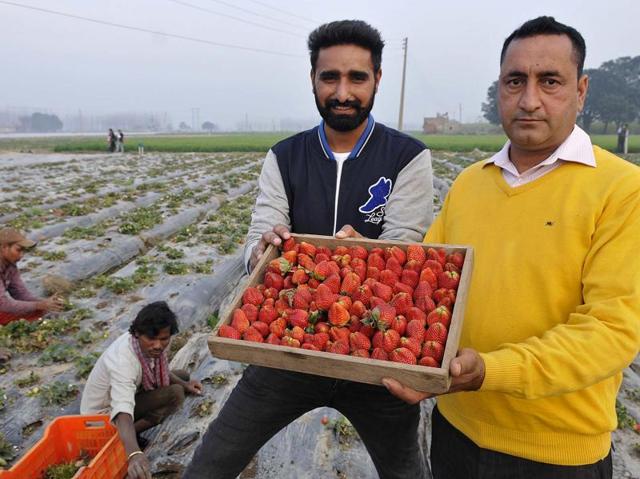 Parduman Singh (right) and his nephew Raspinder Singh holding strawberries in their field at Rukali Mangarh in Rupnagar . (Gurminder Singh/HT Photo) Parduman Singh (right) and his nephew Raspinder Singh holding strawberries in their field at Rukali Mangarh in Rupnagar . (Gurminder Singh/HT Photo)