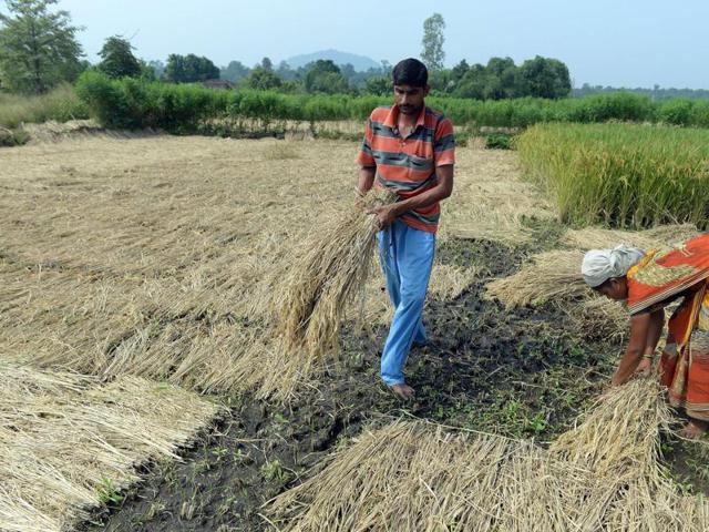 “I hope the NDA does not lose sight of MGNREGS while finalising the financial allocation for the scheme in this Budget.” (AFP File Photo) “I hope the NDA does not lose sight of MGNREGS while finalising the financial allocation for the scheme in this Budget.” (AFP File Photo)