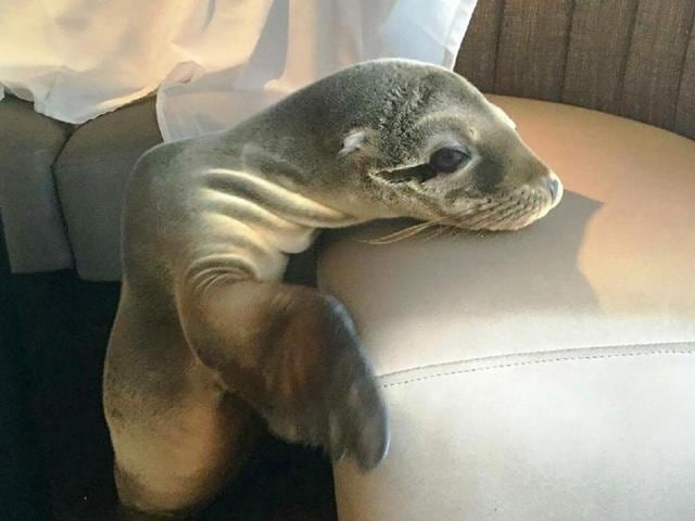 An eight-month-old female sea lion was found sleeping in a booth of The Marine Room, a restaurant in La Jolla, California.(AFP)