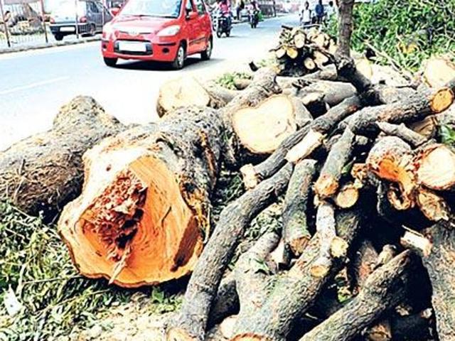 A member of SEER said many people are cutting trees for fuel wood and big trees are often cut by influential people.(HT Representative Photo)