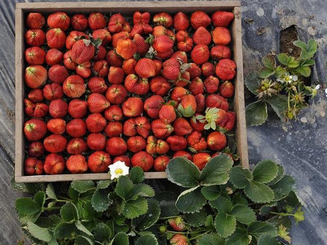 A tray full of yumminess courtesy fresh strawberries at Rukali Mangarh village in Rupnagar district. (Gurminder Singh/HT Photo) A tray full of yumminess courtesy fresh strawberries at Rukali Mangarh village in Rupnagar district. (Gurminder Singh/HT Photo)