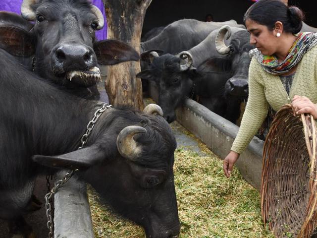 Gurvinder Kaur at the family-run dairy farm at Kohara village in Ludhiana. (Sanjeev Sharma/HT Photo) Gurvinder Kaur at the family-run dairy farm at Kohara village in Ludhiana. (Sanjeev Sharma/HT Photo)