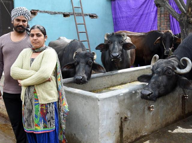 Gurvinder Kaur at the family-run dairy farm at Kohara village in Ludhiana. (Sanjeev Sharma/HT Photo) Gurvinder Kaur at the family-run dairy farm at Kohara village in Ludhiana. (Sanjeev Sharma/HT Photo)