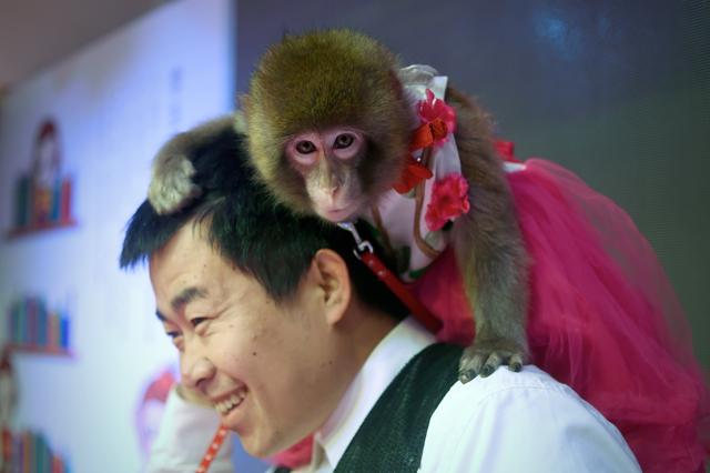 A monkey enjoys a ride on its trainer's shoulder during a performance rehearsal. (AFP) A monkey enjoys a ride on its trainer's shoulder during a performance rehearsal. (AFP)