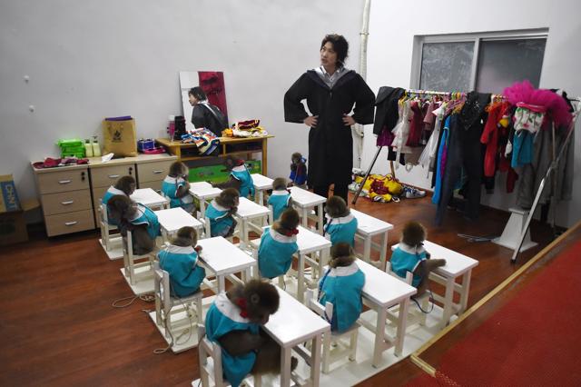 Souma Takeshi, a trainer from Japan, instructs monkeys before a performance. (AFP) Souma Takeshi, a trainer from Japan, instructs monkeys before a performance. (AFP)