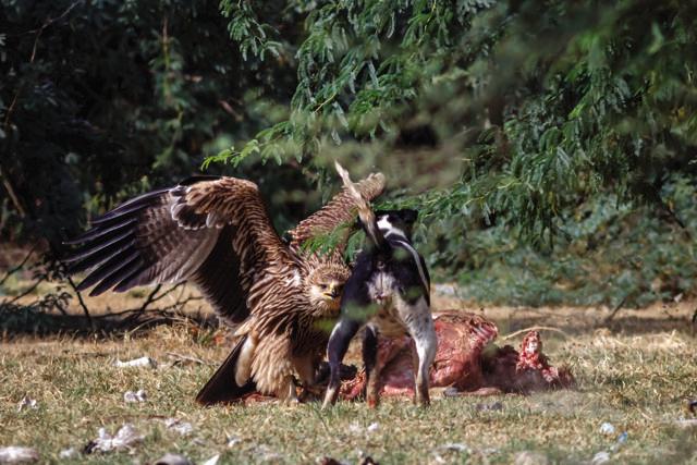 This juvenile Eastern Imperial eagle was feeding on a carcass near Tal Chhapper wildlife sanctuary in Churu, Rajasthan. A dog came charging at the eagle but the bird opened its wings and so frightened it that the latter ran away within a few seconds of the encounter. (PHOTO: Dr INDERJIT SINGH)