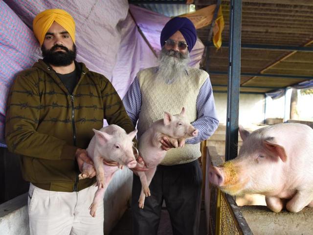 Dalwinder Singh and his son at their piggery at Kishanpura village in Rupnagar. (Sanjeev Sharma/HT Photo) Dalwinder Singh and his son at their piggery at Kishanpura village in Rupnagar. (Sanjeev Sharma/HT Photo)