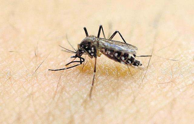 In this file photo from January 18, a female Aedes aegypti mosquito acquires a blood meal on the arm of a researcher at the Biomedical Sciences Institute in the Sao Paulo's University in Sao Paulo, Brazil. The Aedes aegypti can spread the Zika virus. (AP)
