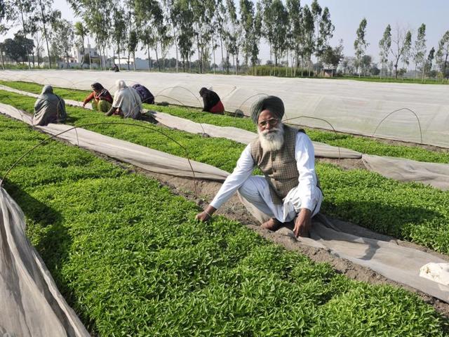 Sitting on a fortune, Nek Singh will tell you that chilli farming involves a lot of sweat but no tears.(Keshav Singh/HT)