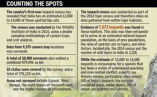 In defence of the Bengaluru leopard: Why big cats are entering cities In defence of the Bengaluru leopard: Why big cats are entering cities