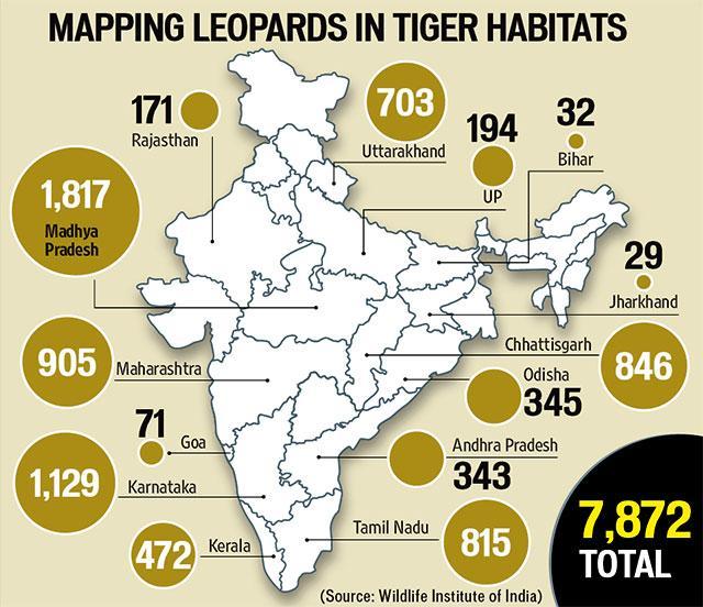 In defence of the Bengaluru leopard: Why big cats are entering cities In defence of the Bengaluru leopard: Why big cats are entering cities