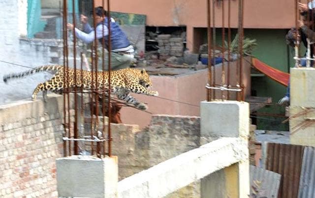 The leopard had traumatised locals for two days. It had also attacked a few people who tried to approach it. The leopard had traumatised locals for two days. It had also attacked a few people who tried to approach it.