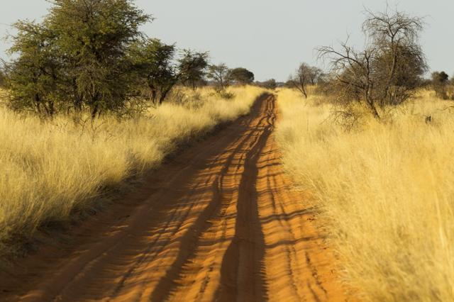 Temperatures in Kgalagadi Transforntier Park can reach up to 70°C in the sun or 42°C in the shade. (Istock) Temperatures in Kgalagadi Transforntier Park can reach up to 70°C in the sun or 42°C in the shade. (Istock)