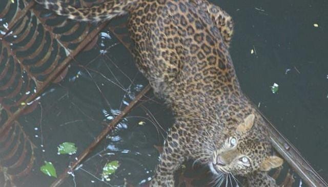 The two-and-a-half-year-old female leopard was stuck in a well at Parner taluka, Ahmednagar. The two-and-a-half-year-old female leopard was stuck in a well at Parner taluka, Ahmednagar.