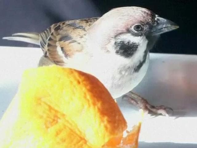 Yoshino Fujino loves having the little one around the house.(Reuters)