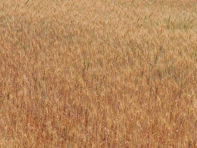 According to Indian Agricultural Research Institute, the area under cultivation of durum wheat in MP has increased nearly seven-fold in five years.(Shankar Mourya/ HT photo) According to Indian Agricultural Research Institute, the area under cultivation of durum wheat in MP has increased nearly seven-fold in five years.(Shankar Mourya/ HT photo)