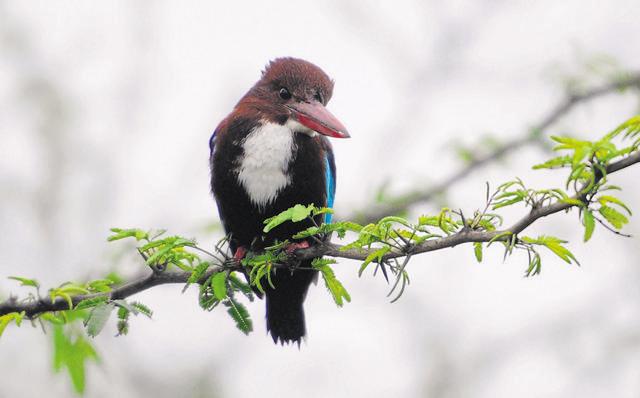 A kingfisher at the Basai wetland on February 7. (Parveen Kumar/HT Photo) A kingfisher at the Basai wetland on February 7. (Parveen Kumar/HT Photo)