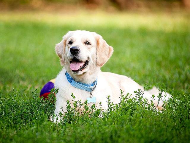 The West Bengal government decided to set up a pet crematorium, complete with incinerators and a garden, because of the lack of space for a cemetery.(Shutterstock/Photo for representation)