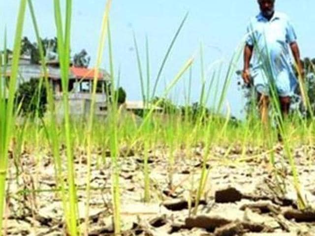 The deceased has been identified as Mangal Singh (62). The incident occurred on Monday morning when the farmer was in his fields, but the death occurred later in the evening in a private hospital.(HT Photo)