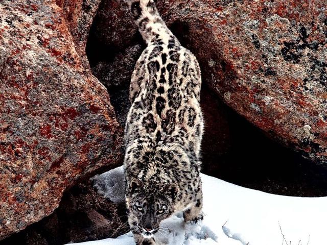 The snow leopard, found at an altitude of 3,000m, is a Schedule I animal under Wildlife Protection Act of India and is listed as “endangered” by the International Union for Conservation of Nature. (Hindustan Times) The snow leopard, found at an altitude of 3,000m, is a Schedule I animal under Wildlife Protection Act of India and is listed as “endangered” by the International Union for Conservation of Nature. (Hindustan Times)