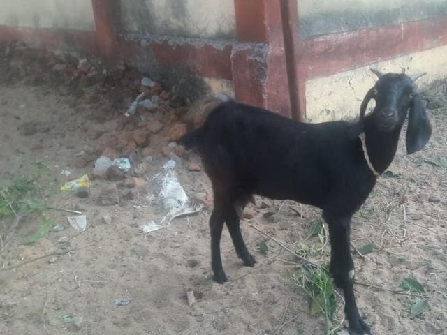 Chhattisgarh: Goat detained for damaging judge’s garden | Latest News ...