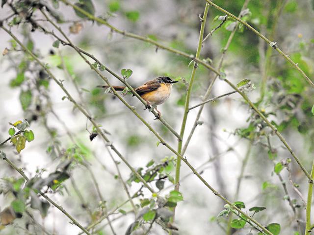 This year, only 228 species of birds were recorded on the Big Bird Day against the 239 species that were seen last year.(Parveen Kumar/HT Photo) This year, only 228 species of birds were recorded on the Big Bird Day against the 239 species that were seen last year.(Parveen Kumar/HT Photo)