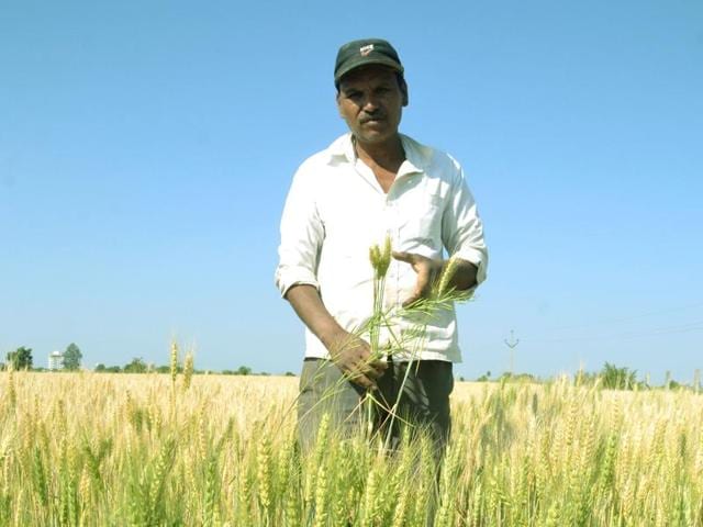 Surendra Parmar at his field in Sehore’s Sherpur village on Monday.(HT photo)