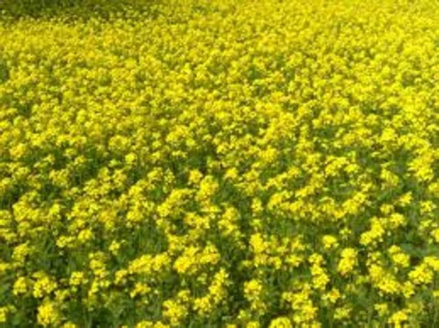 The environment ministry’s Genetic Engineering Appraisal Committee (GEAC) has begun examining final biosafety data related to GM mustard