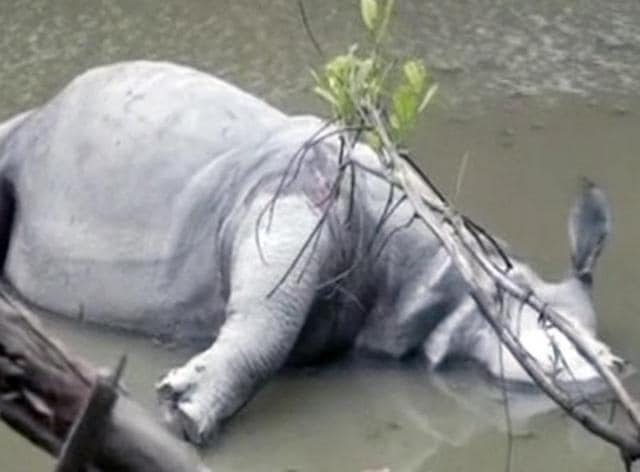 The carcass was recovered with its horn removed and other body parts missing from a pit. (ANI) The carcass was recovered with its horn removed and other body parts missing from a pit. (ANI)