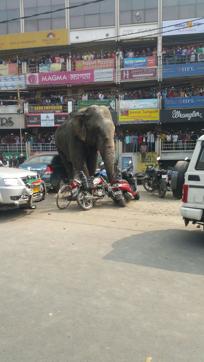 The adult elephant had come out of Baikantapur Forest at 6 am and reached Chainpara few km away and damaged some homes and cars. (Hindustan Times) The adult elephant had come out of Baikantapur Forest at 6 am and reached Chainpara few km away and damaged some homes and cars. (Hindustan Times)