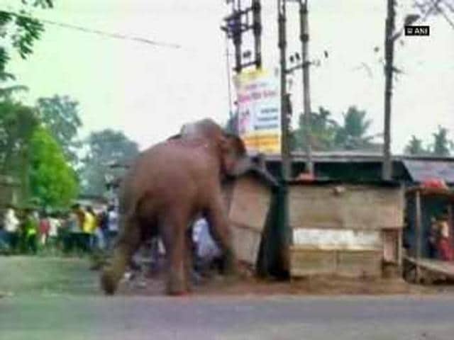 Elephant enters Siliguri